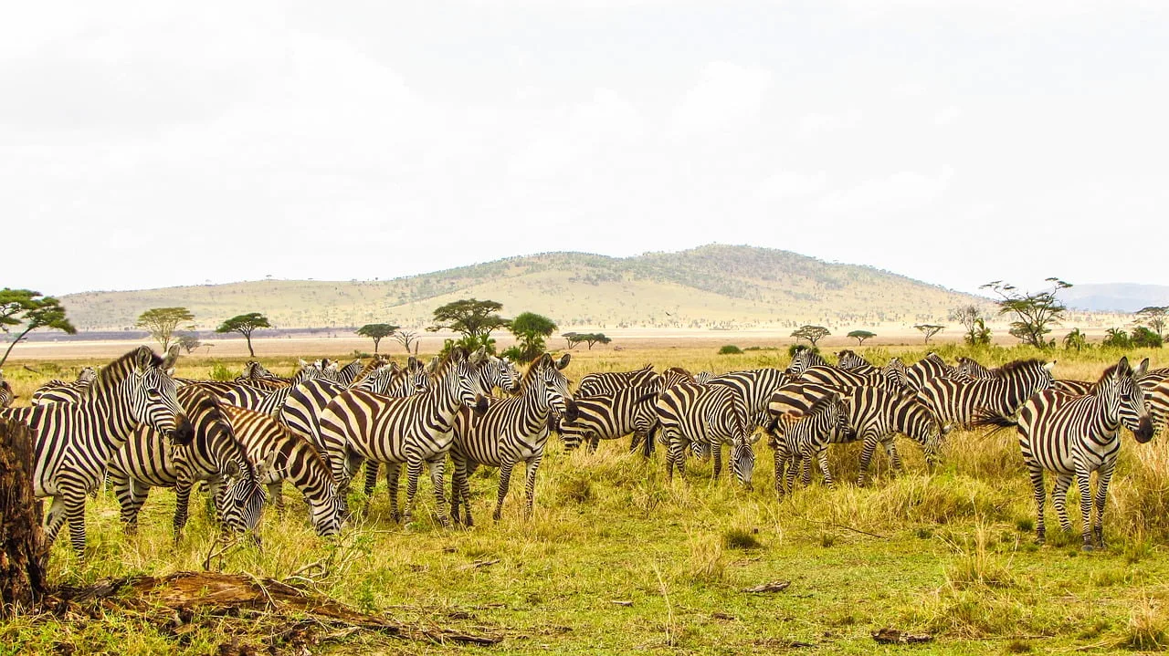 Tanzania holiday with wildlife and scenic African landscapes