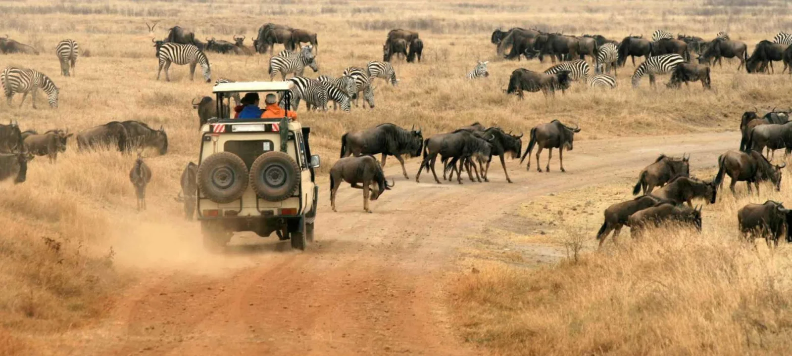 Safari vehicle in the Serengeti National Park during great migration