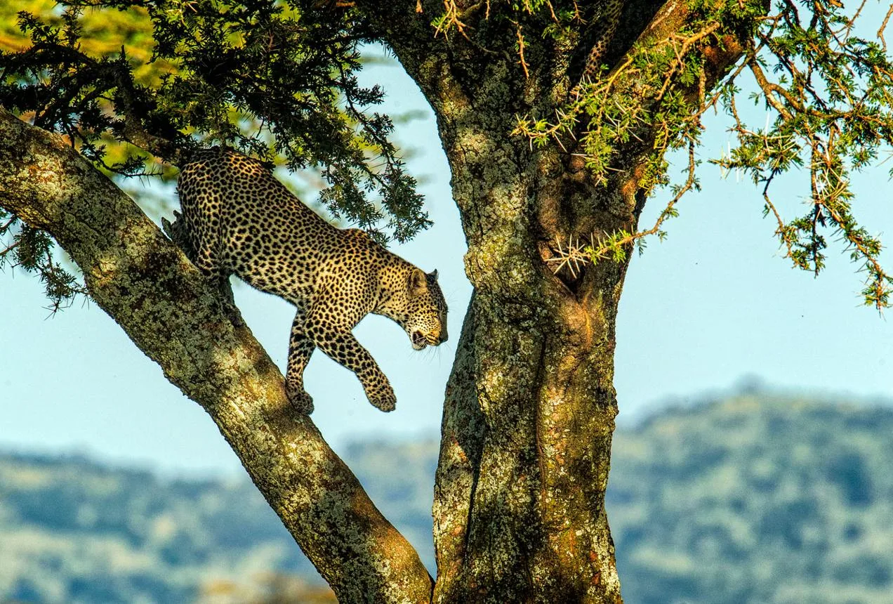 A leopard crouched low on a tree branch, preparing to leap down, spotted during a game drive in Serengeti National Park