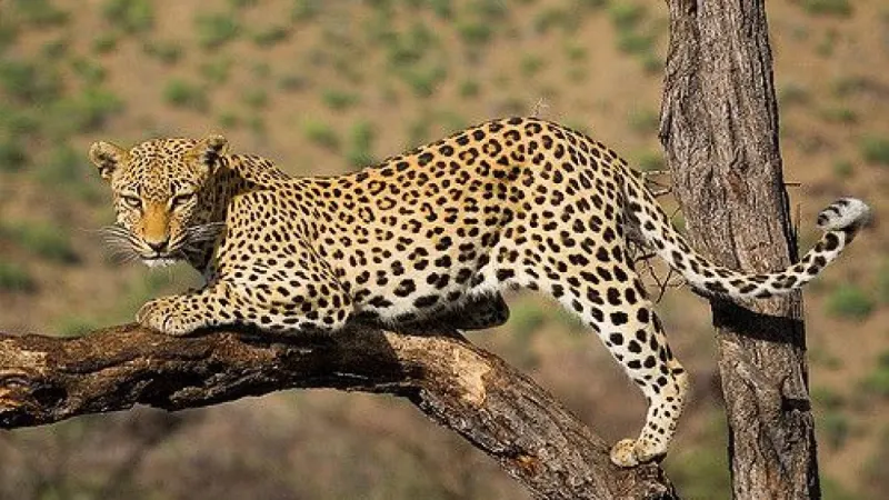 Tanzania Safari Experience