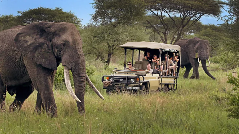 Affordable Tanzania Safari