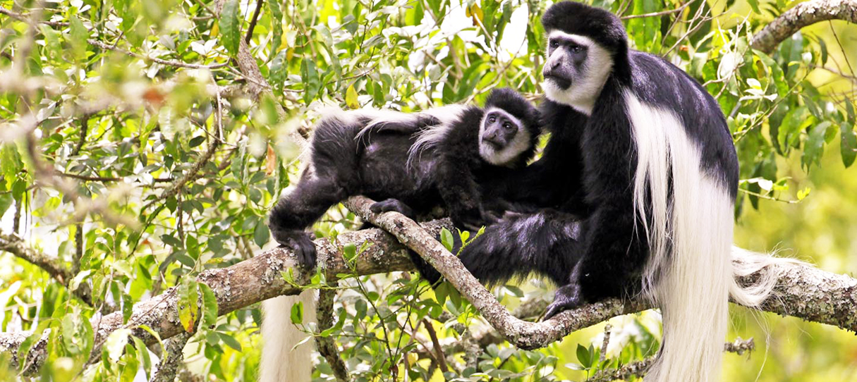 Arusha National Park Day Trip