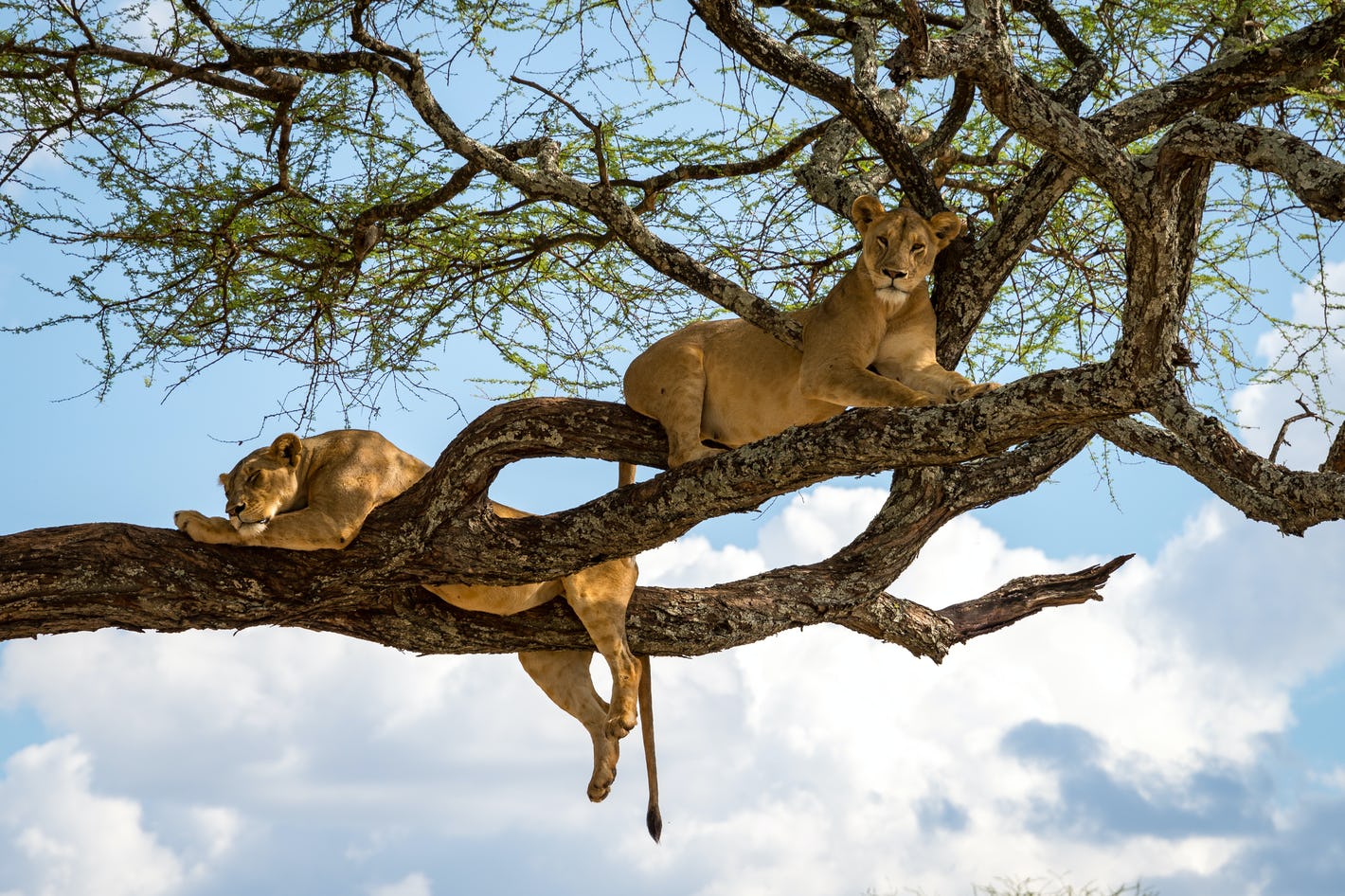 Manyara