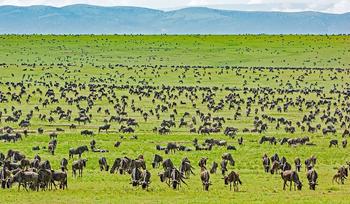 2 Days Serengeti Safari