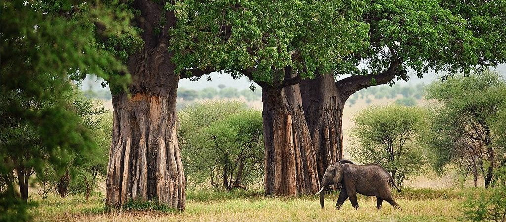 Game Drives