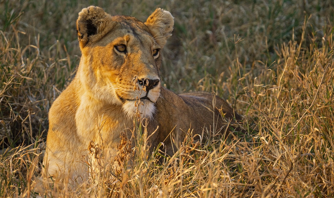 5 Days Tanzania Safari