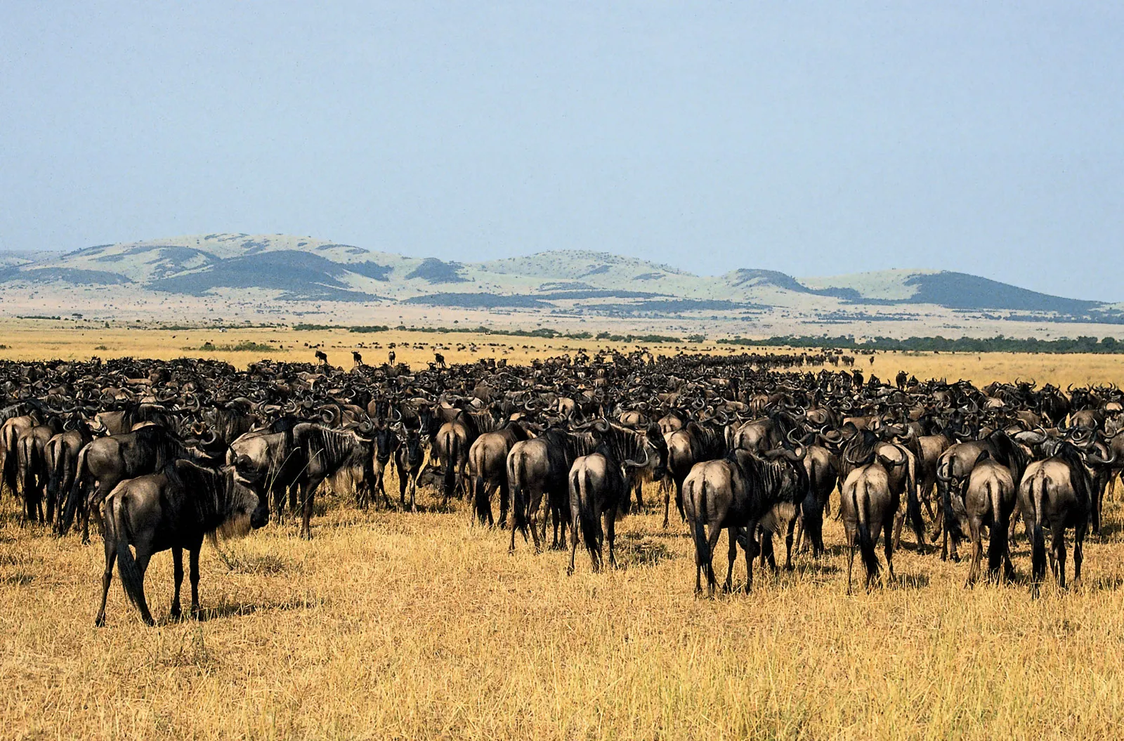 4 Days Tanzania Safari