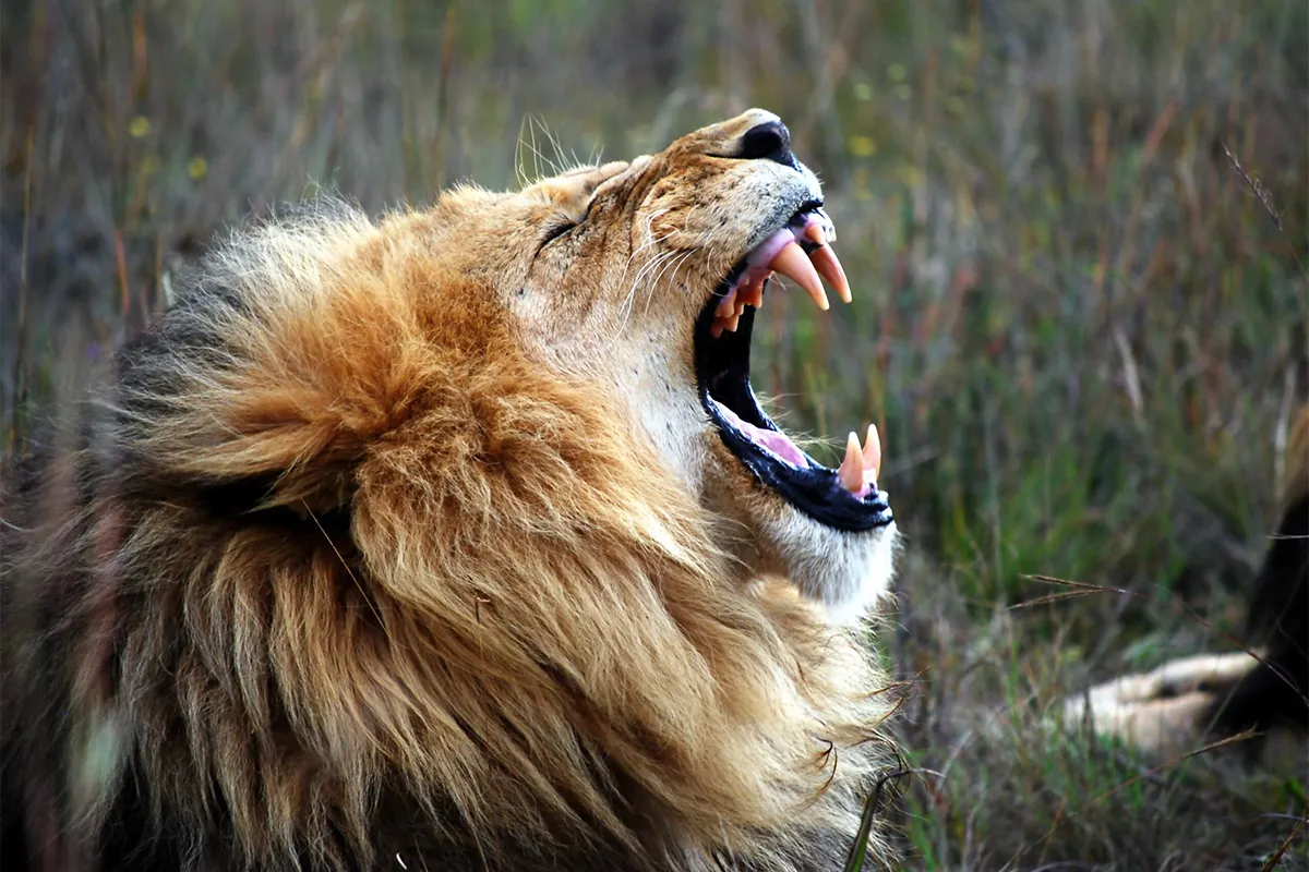 The Big Five on a Tanzania Safari