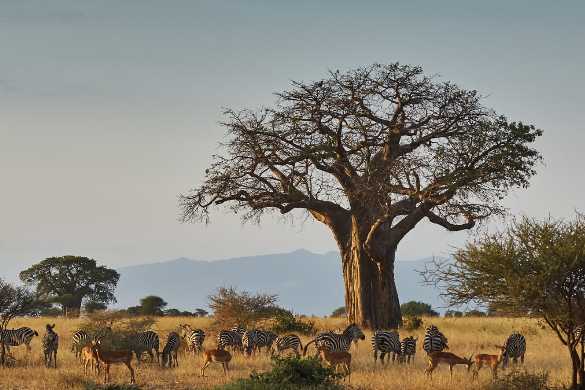 Day Trip to Tarangire National Park
