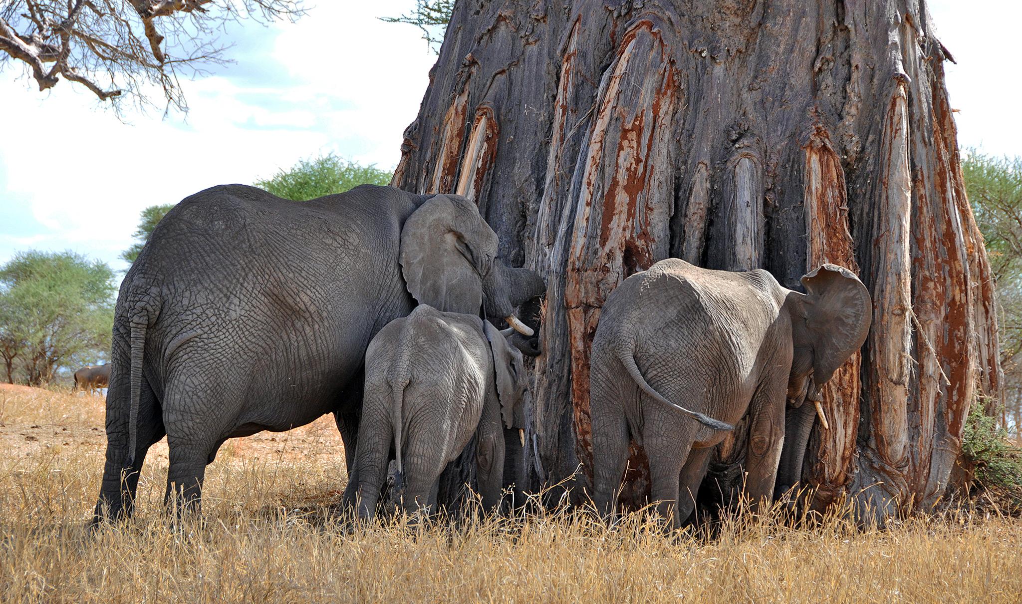 2 Day in Tanzania