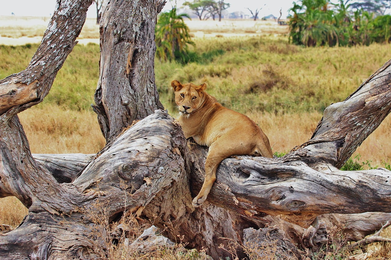 lion-277328_1280 Lion resting on the tree in Serengeti National Park, Tanzania