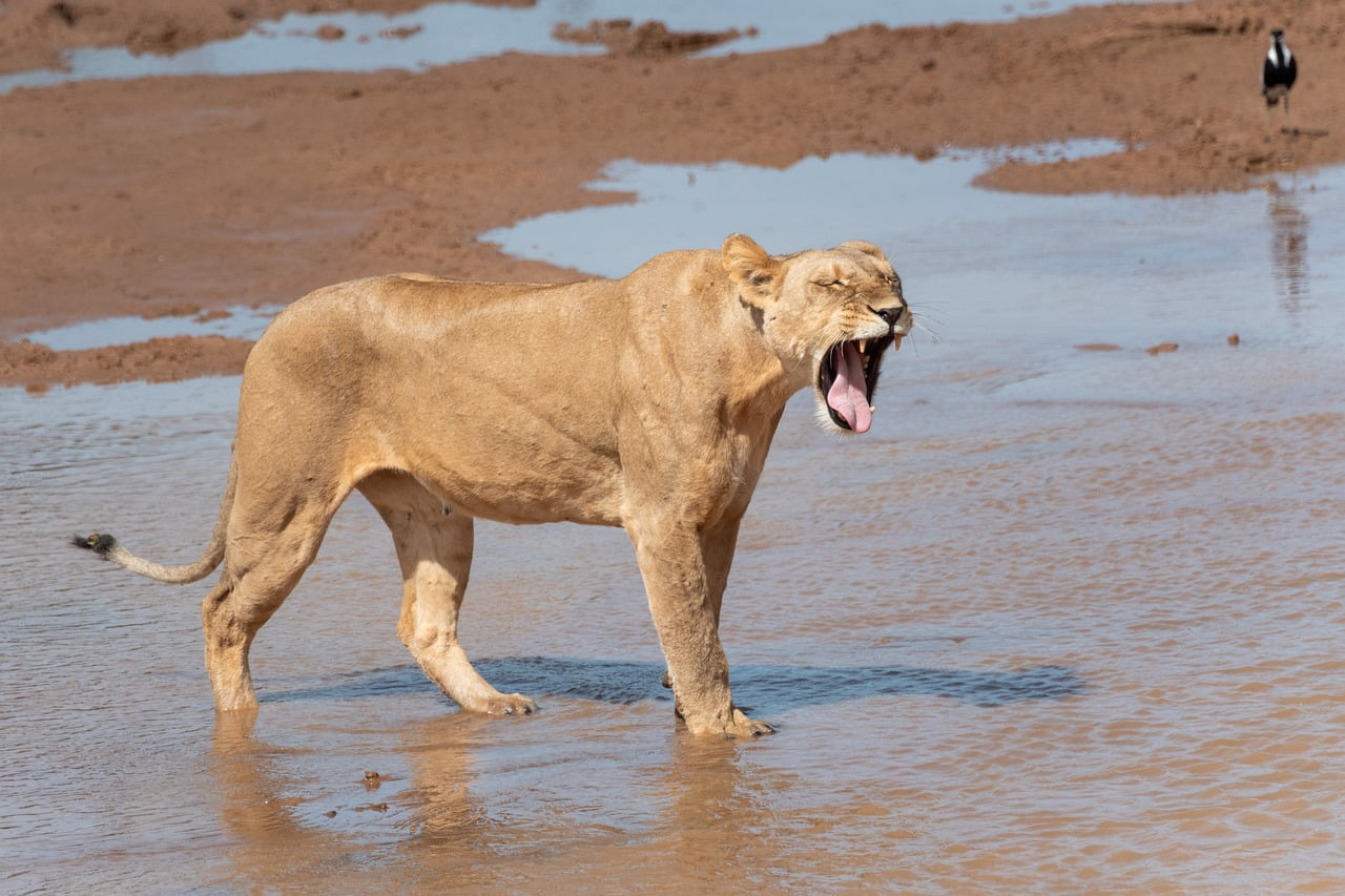 14 Days Tanzania Safari and Zanzibar