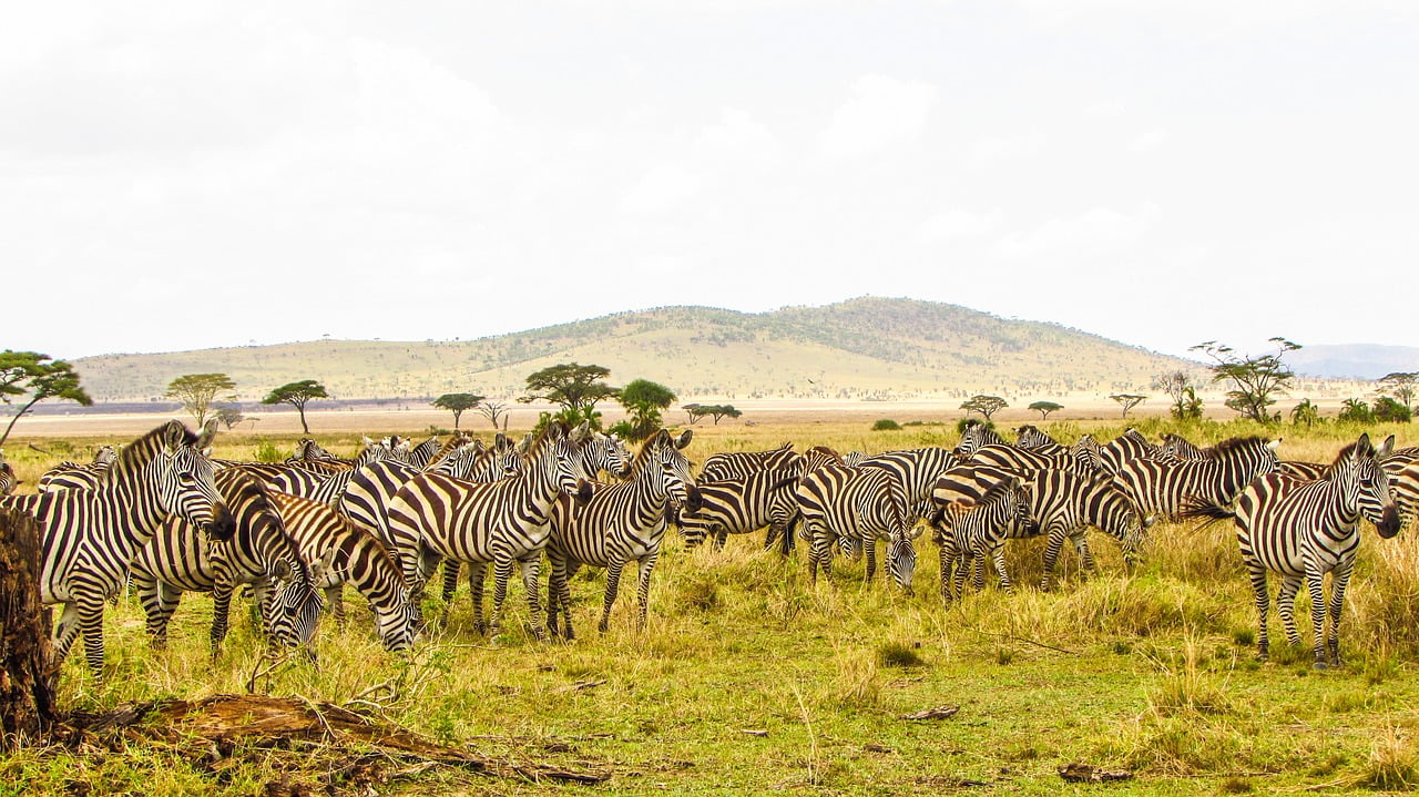 Herbivores in the Serengeti