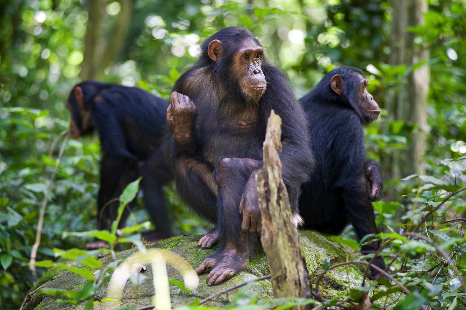 4 Days Gombe Safari