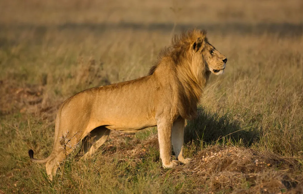 2 Day Mikumi National Park Safari