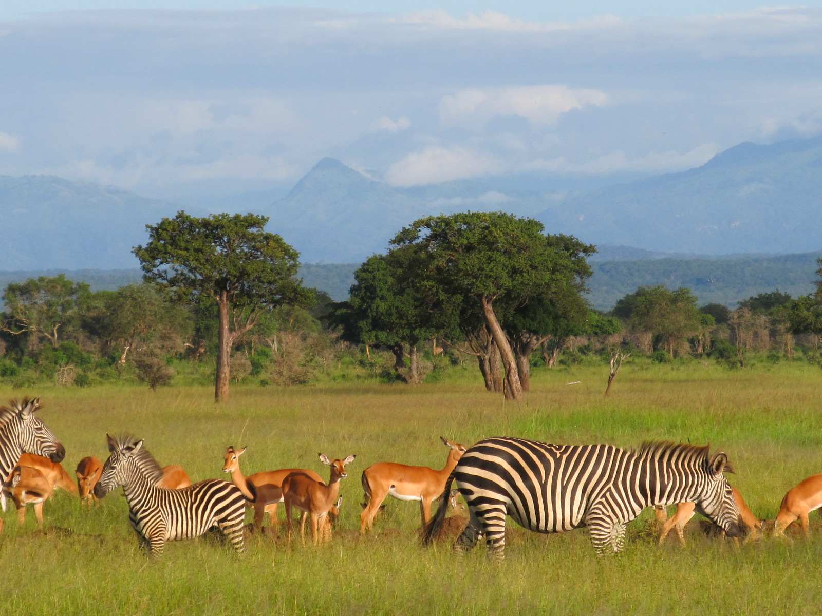 Day Trip to Mikumi National Park