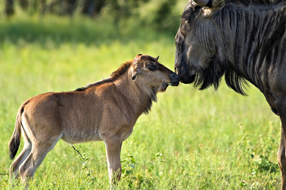 Newborn calve in southern Serengeti