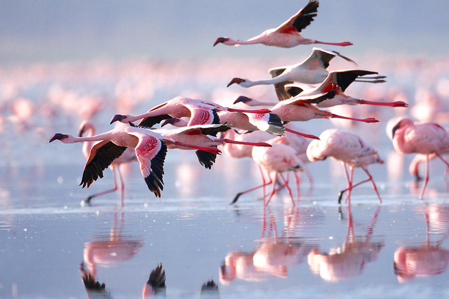 2 Days Lake Natron Tour