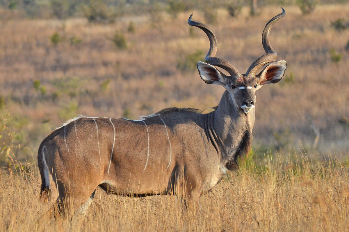 Ruaha