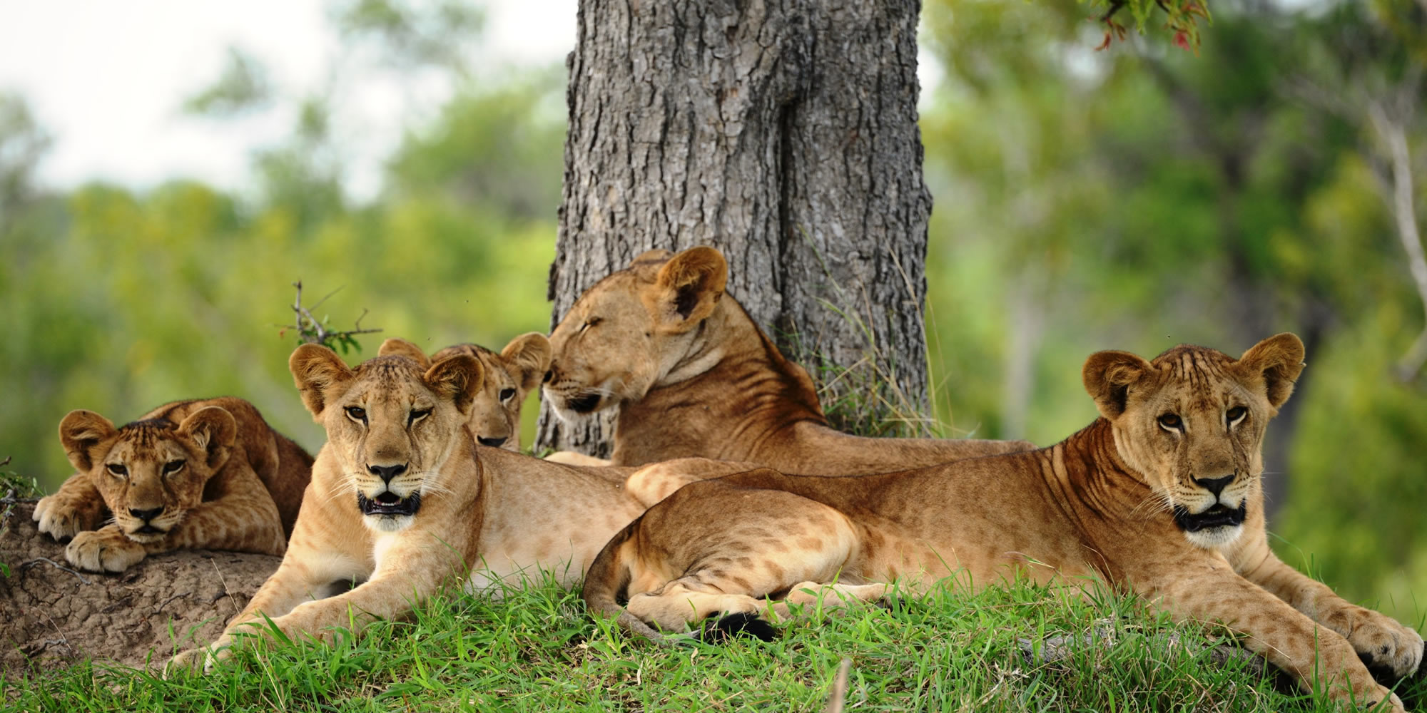 The Best Time to Visit Tanzania