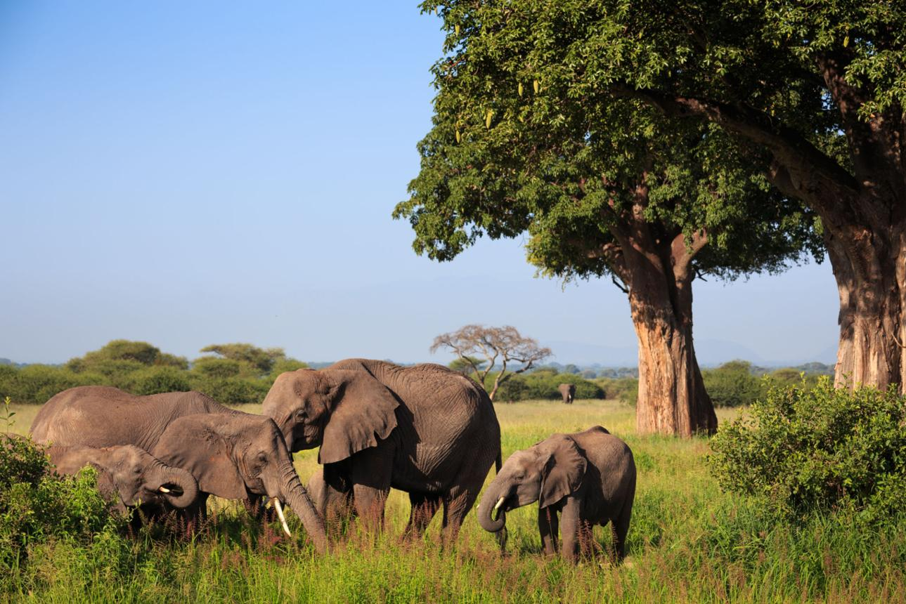 Trip Ideas – 2 Day in Tanzania