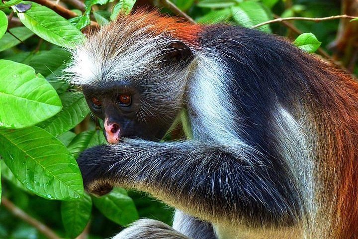red monkey 1