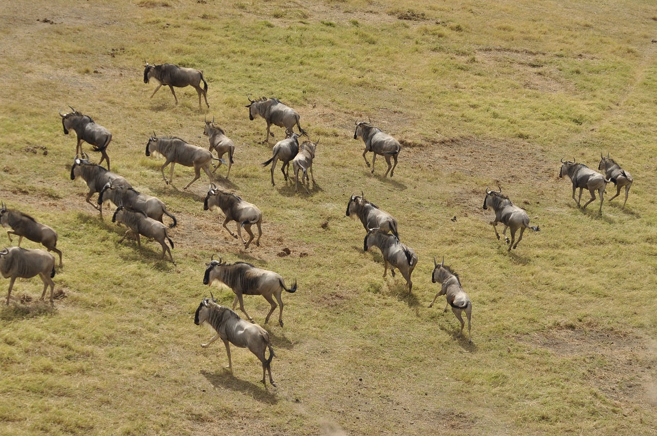 Wildebeest migration in the Serengeti National Park