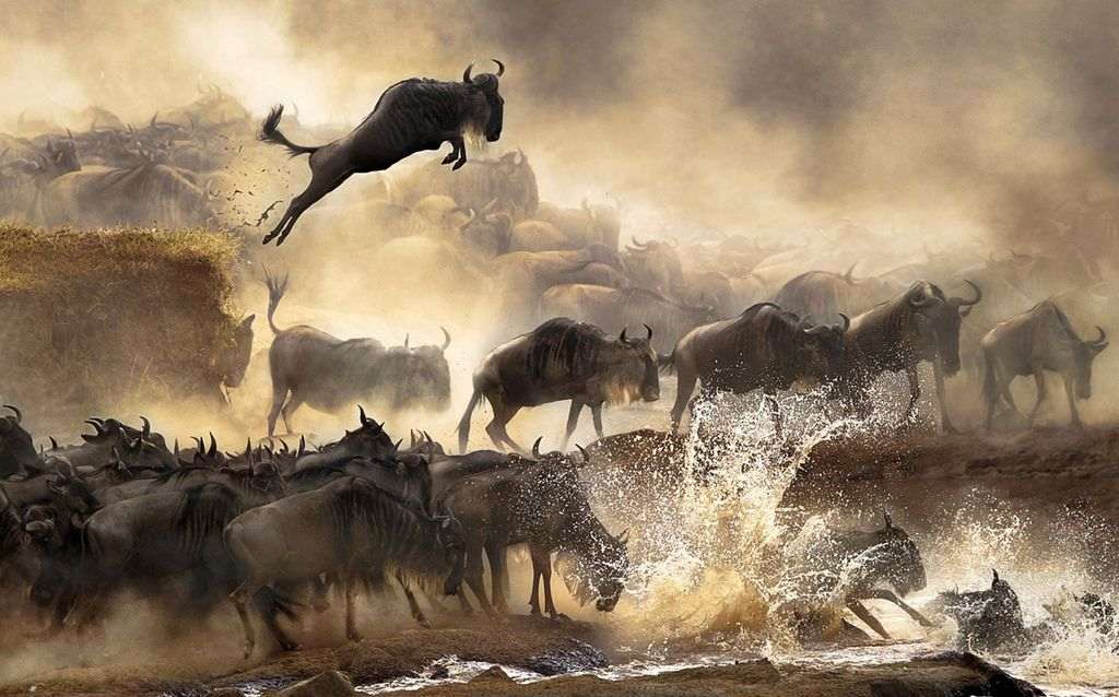 Wildebeest Crossing the Mara River during Migration