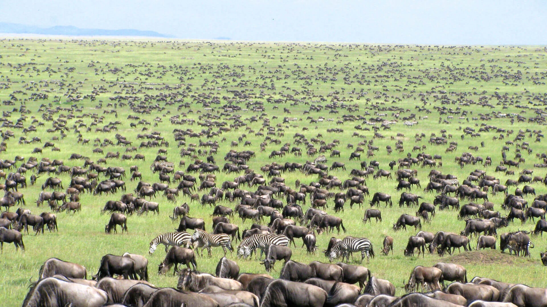 Serengeti Plains during the Great Wildebeest Migration