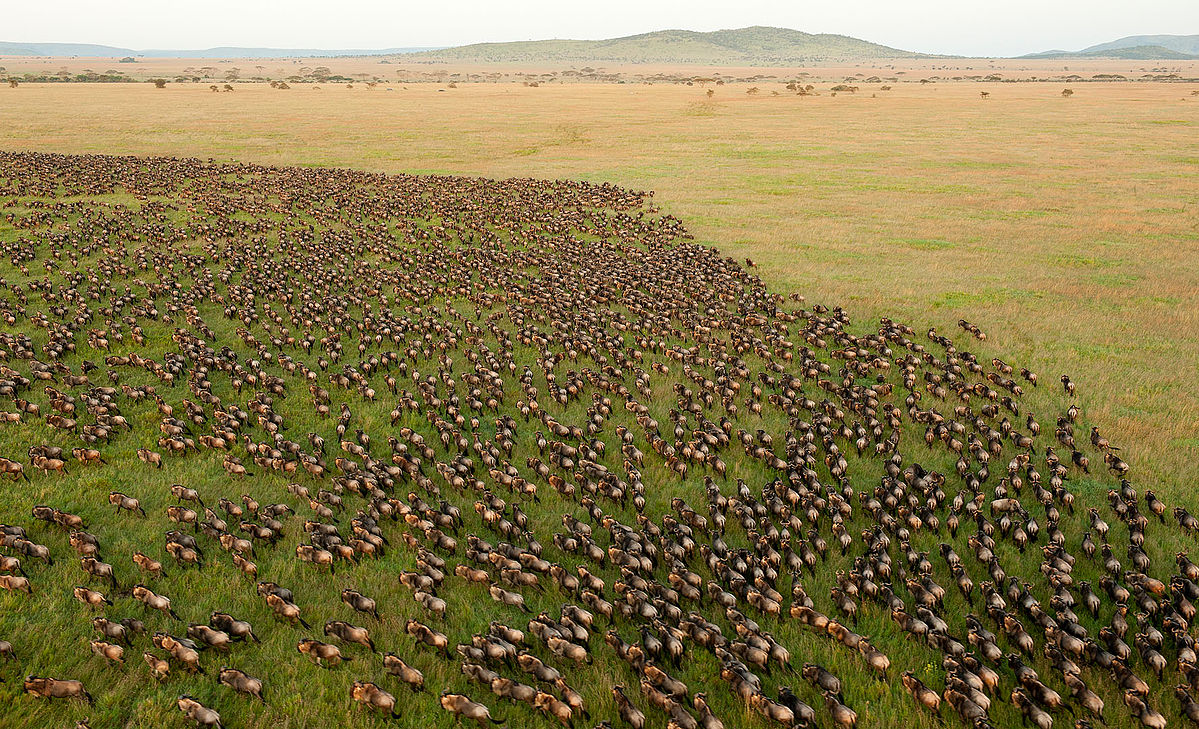 Wildebeest Herds on the Southern Serengeti Plains