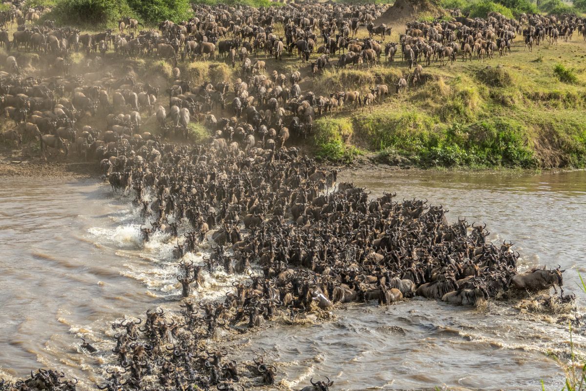 Wildebeest Crossing the Grumeti River