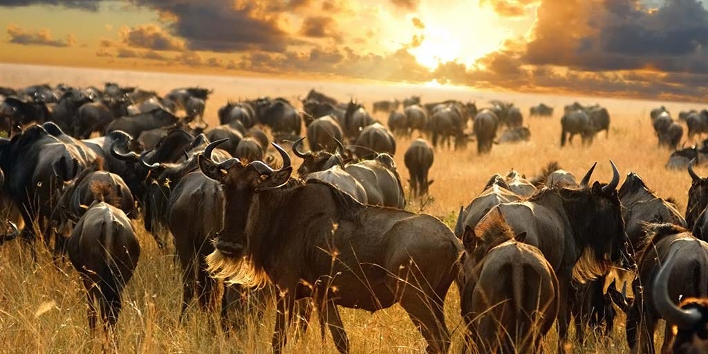 Serengeti Sunset with Wildebeest Silhouettes